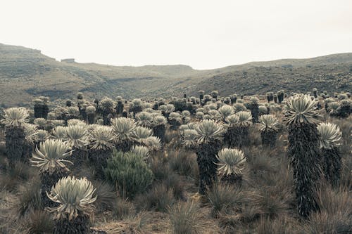 Gratis arkivbilde med boyaca, frailejon, pã¡ramo