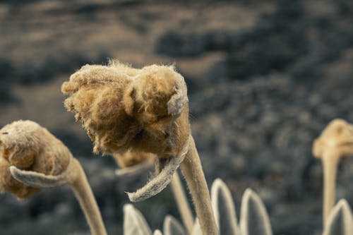 Gratis arkivbilde med boyaca, colombia, frailejon