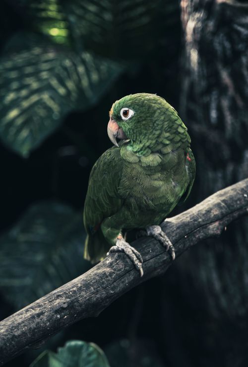 Free Close-up of a green parrot perched on a branch in the lush jungles of Melgar, Colombia. Stock Photo