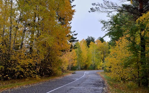 An Empty Road Between Trees Under the Clear Sky