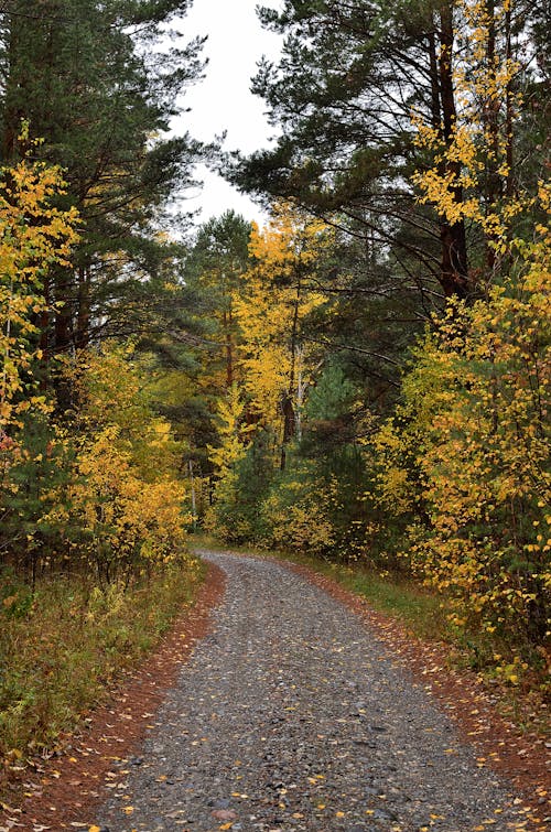 Ilmainen kuvapankkikuva tunnisteilla maaseudun, maaseutu, metsä