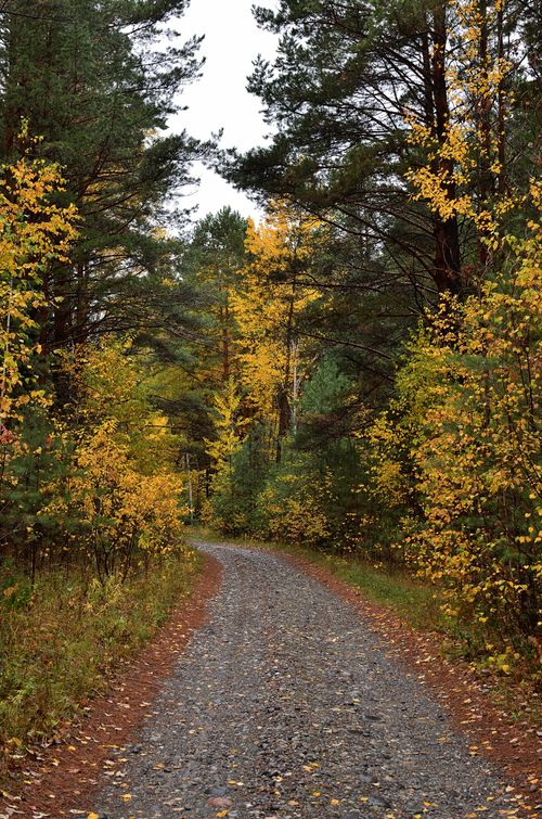 Free Serene autumn pathway with cobblestones surrounded by colorful forest trees. Stock Photo