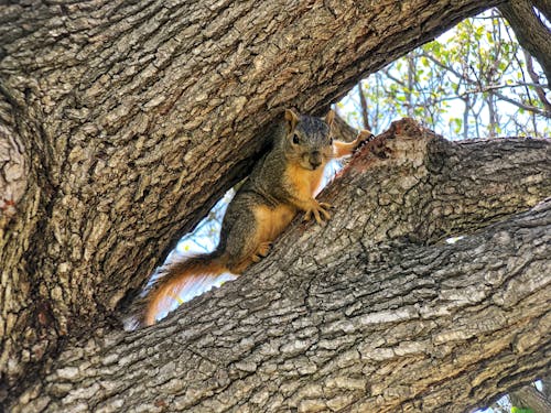 Free stock photo of nature, squirrel, tree