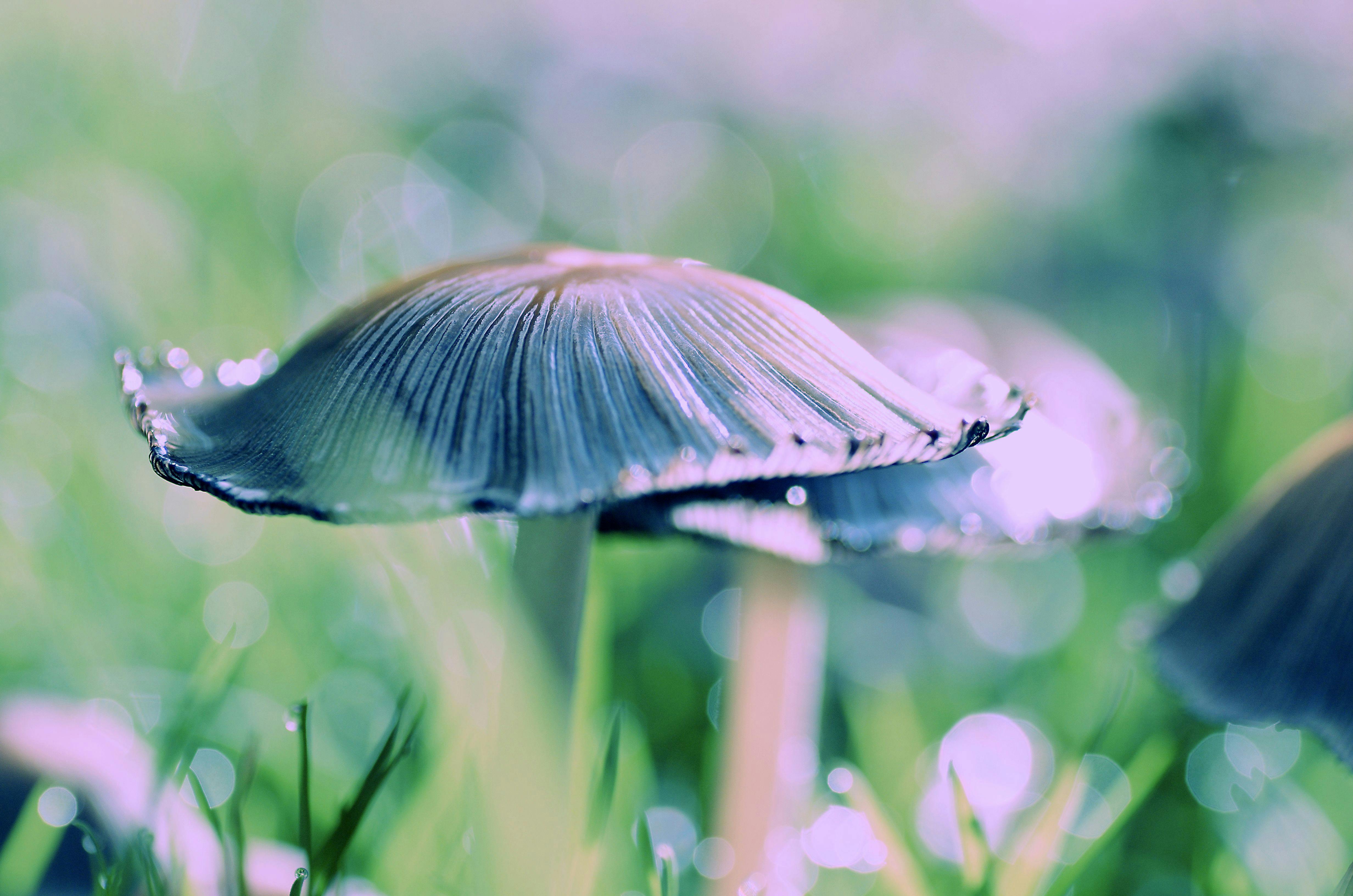 close up photography of fungi mushroom