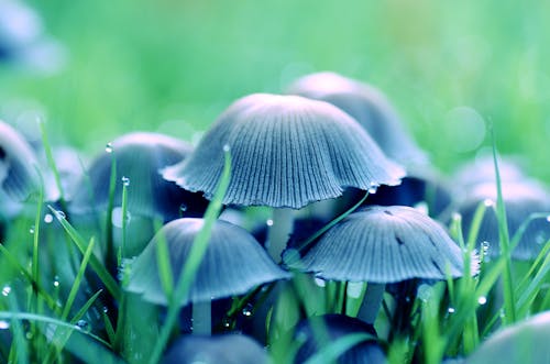 Free Mushroom in Middle of Grass Stock Photo