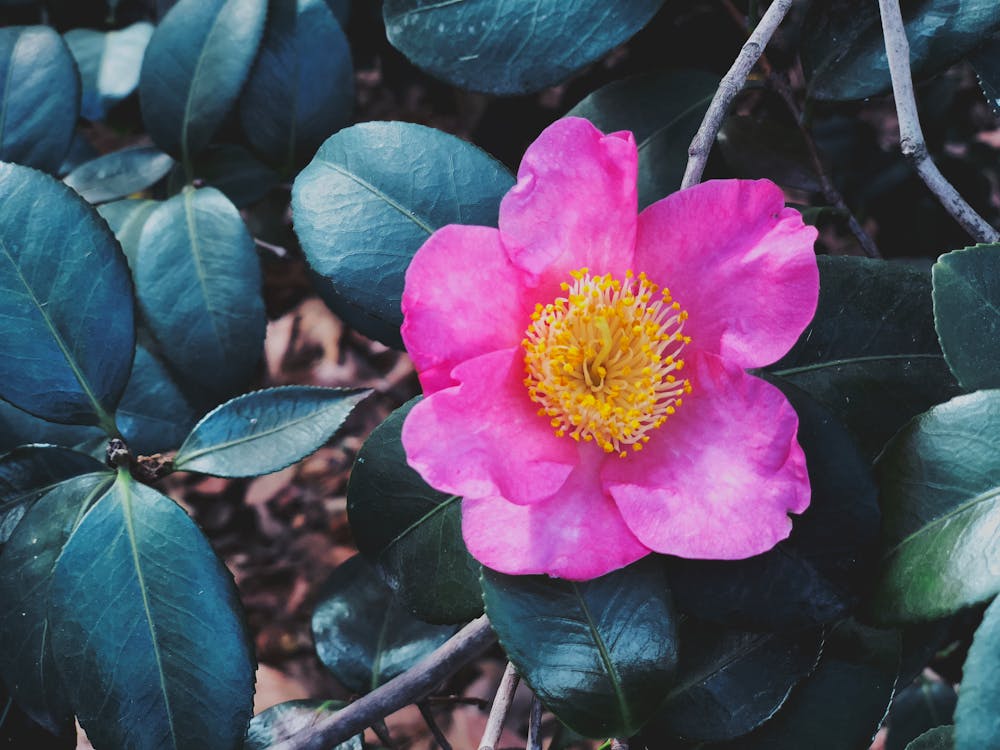 분홍색 꽃잎 꽃의 근접 사진