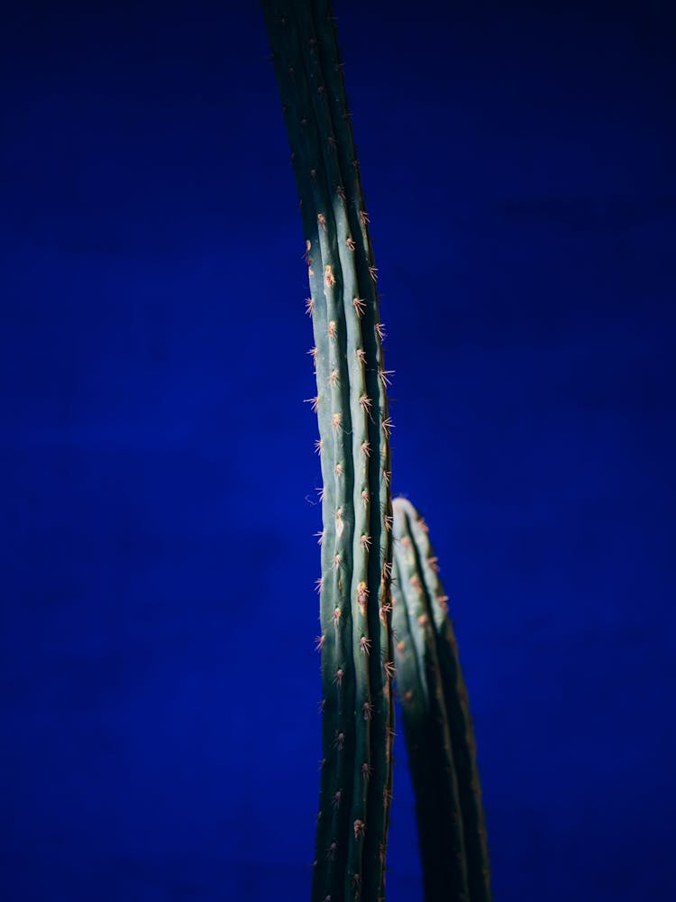 Tall Cacti Under A Blue Sky