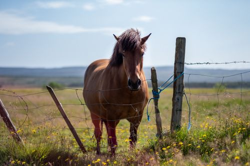 Free Brown horse standing behind a fence in a sunny field, surrounded by wildflowers. Stock Photo
