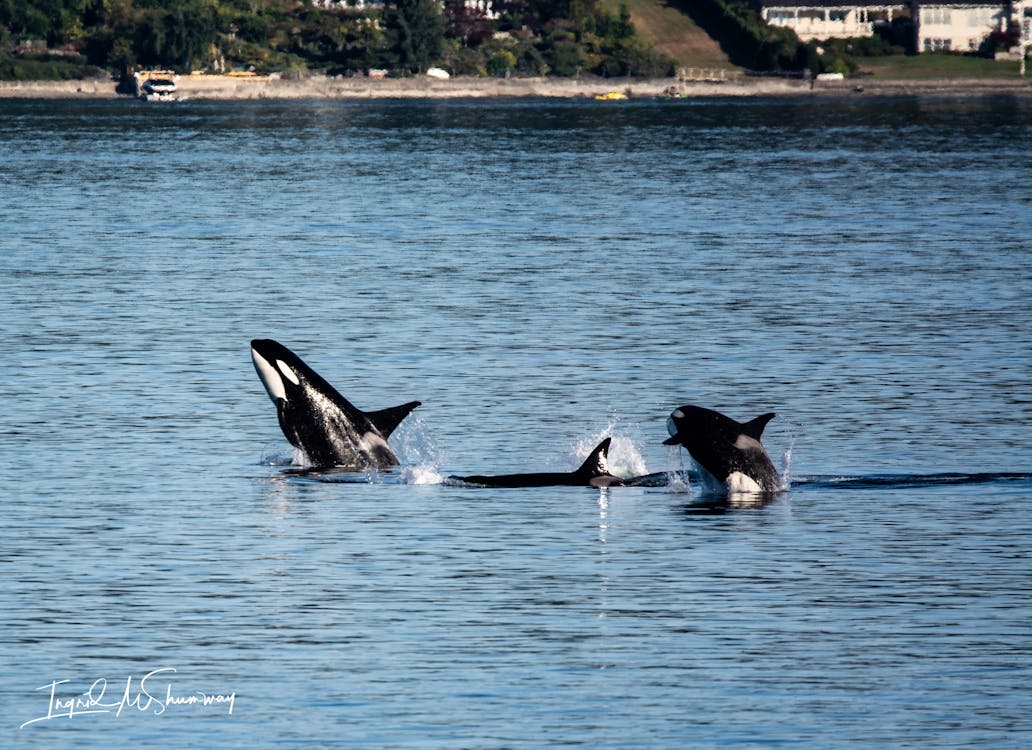 killer whales, orcas, puget sound