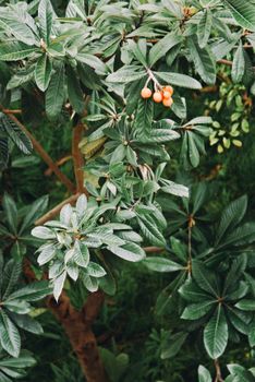 loquat fruit tree