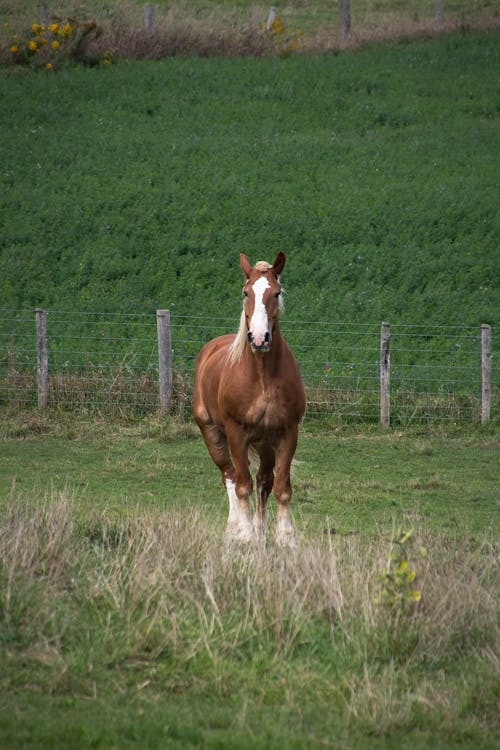 Photo of Brown Horse on Grassfield