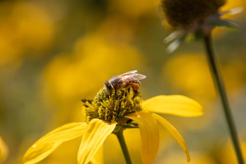 Close Up Photo of Bee on Yellow Flower