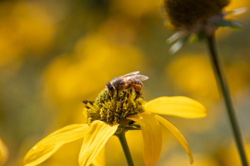 Free Close-up of a honey bee collecting nectar from a vibrant yellow flower in a sunny garden. Stock Photo