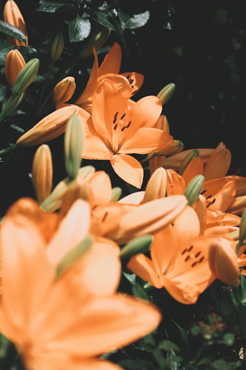 Free Close Up Photo of Flowers Stock Photo