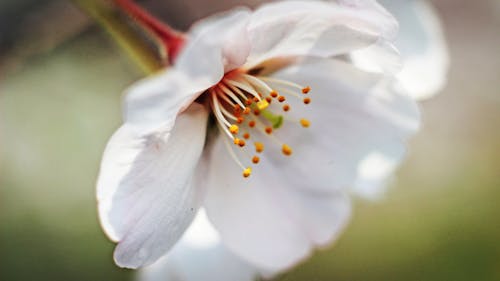 White Flower in Close Up Photography