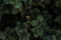 在黑暗的户外环境中，深绿色的多叶植物背景与丰富的纹理形成鲜明对比