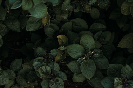 在黑暗的户外环境中，深绿色的多叶植物背景与丰富的纹理形成鲜明对比