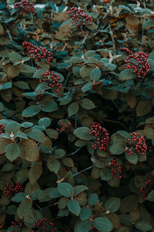 绿叶植物与红色水果