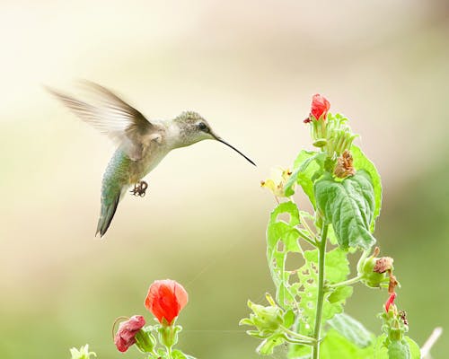 Foto d'estoc gratuïta de animal, au, aviari