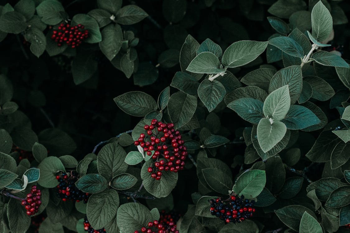 Green Leafed Plant With Red Fruit