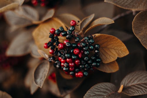 Shallow Focus Photography of Red and Black Berries