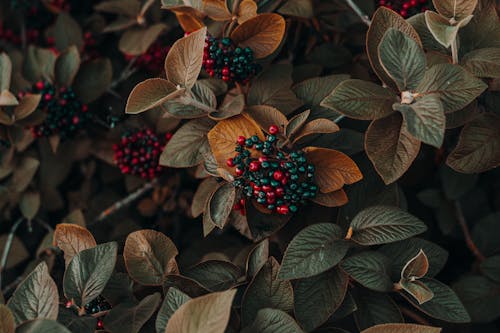 Foto Aproximada De Frutas Vermelhas