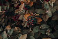 色彩缤纷的浆果和秋叶的特写，展现了秋天大自然的美丽