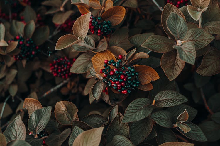 Close Up Photo Of Berries