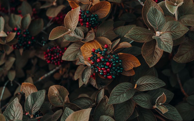 Holistic earth-themed wellness products