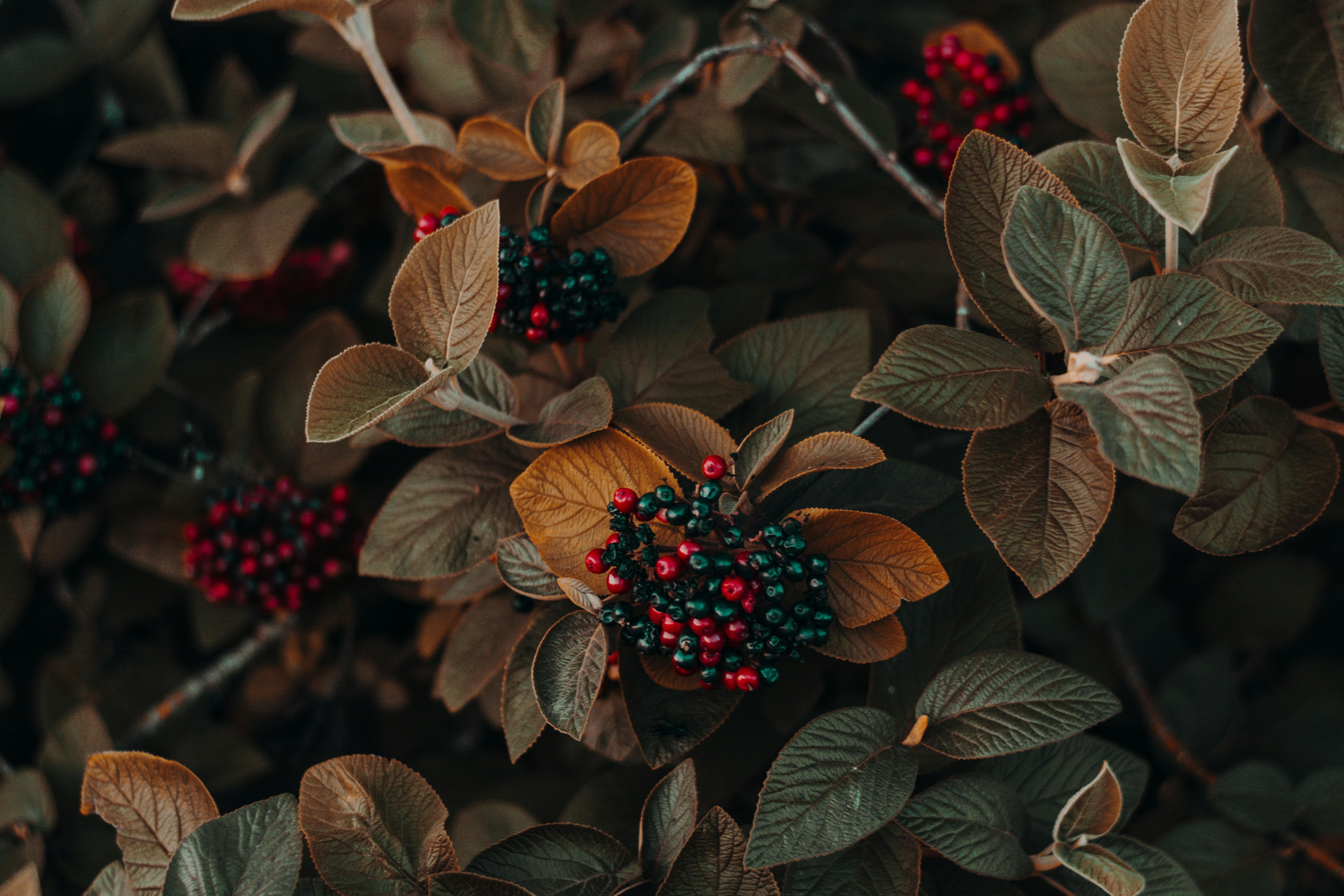 Free 4K Wallpapers: 50,000+ HD Backgrounds for Your PC or Desktop · Pexels  · Free Stock Photos