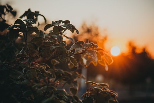 Free Capture of sun setting behind leaves, creating a warm and natural ambiance. Stock Photo