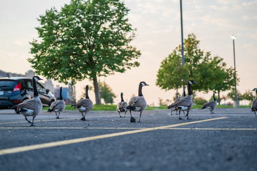A Gaggle of Geese Walking through a Parking Lot 