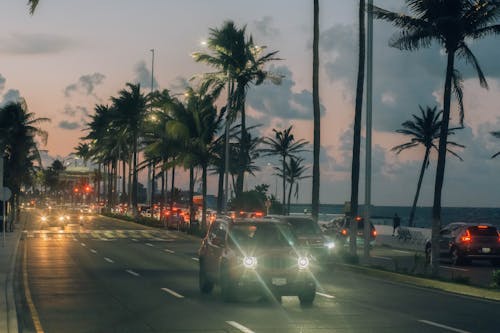 交通, 交通系統, 棕櫚樹 的 免费素材图片