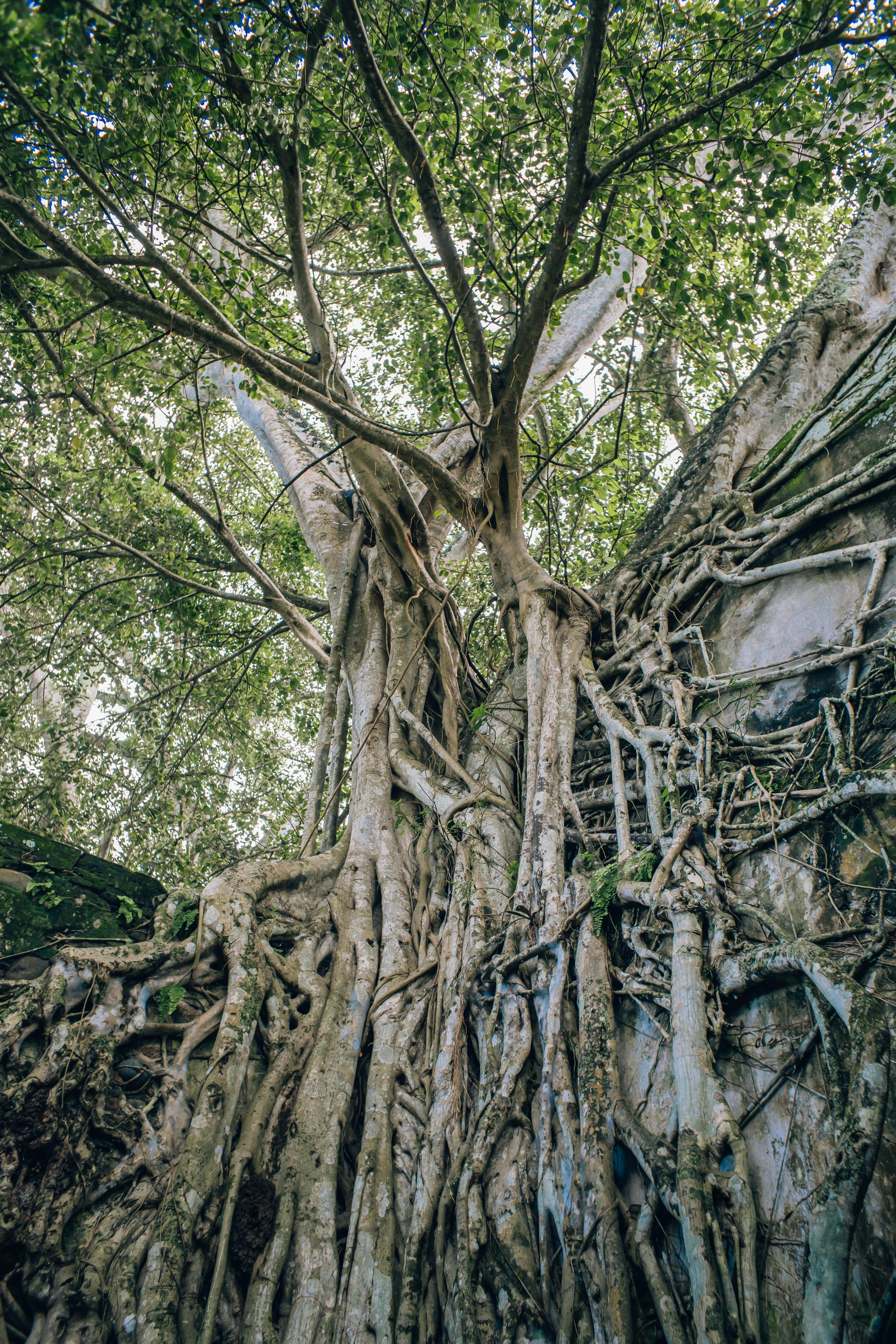 Tree Growth Over The Cliff Edge · Free Stock Photo