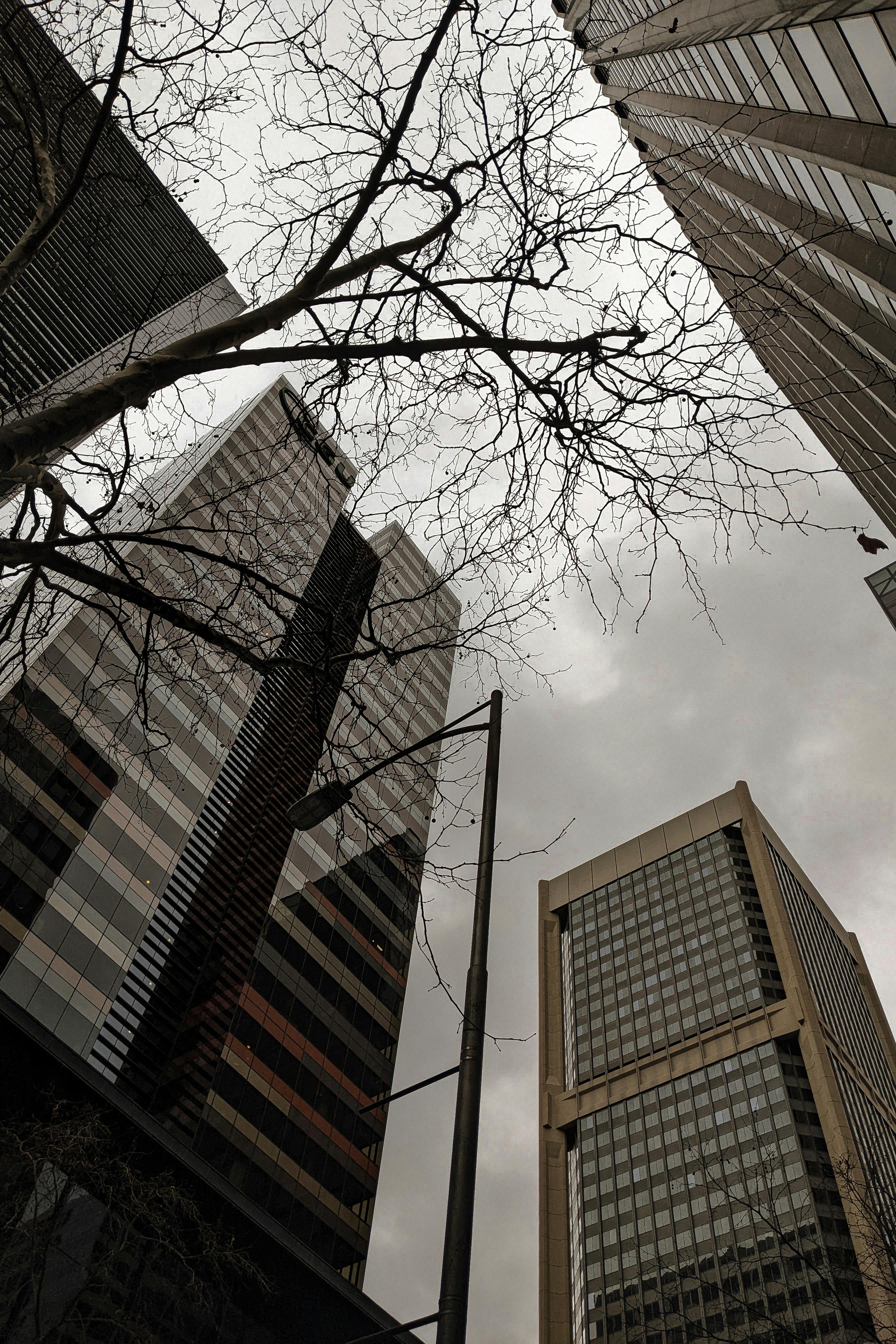 A low angle view of Melbourne skyscrapers with bare winter trees under a cloudy sky.