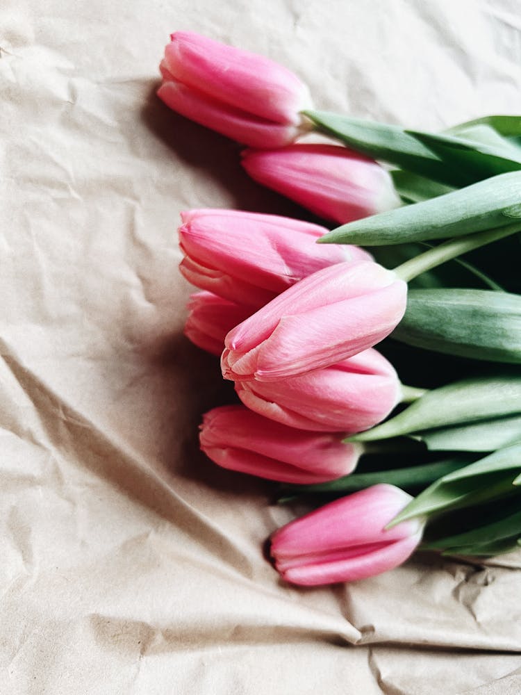 Pink Tulips On Craft Paper