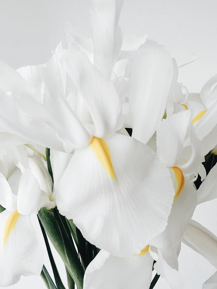 White Flowers On Studio Background