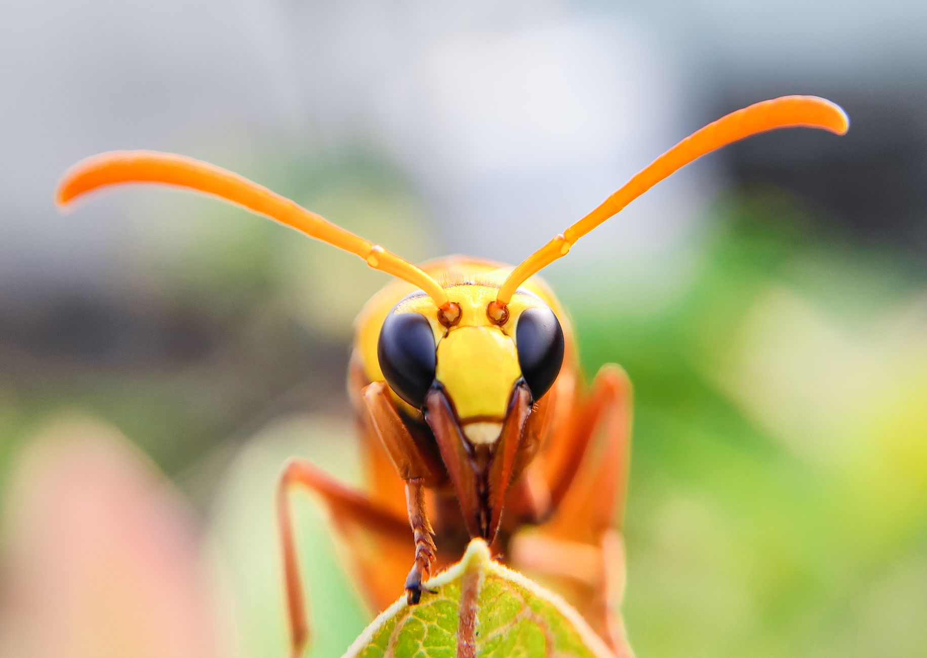 Macro shot of a colorful paper wasp resting on a leaf with blurred nature background.