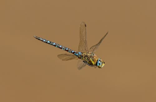 Bezpłatne Darmowe zdjęcie z galerii z brązowe tło, latanie, owad Zdjęcie z galerii