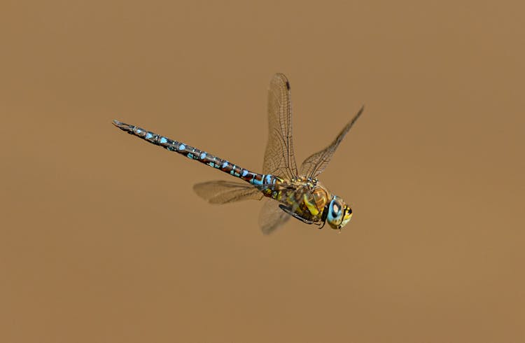 A Flying Dragonfly