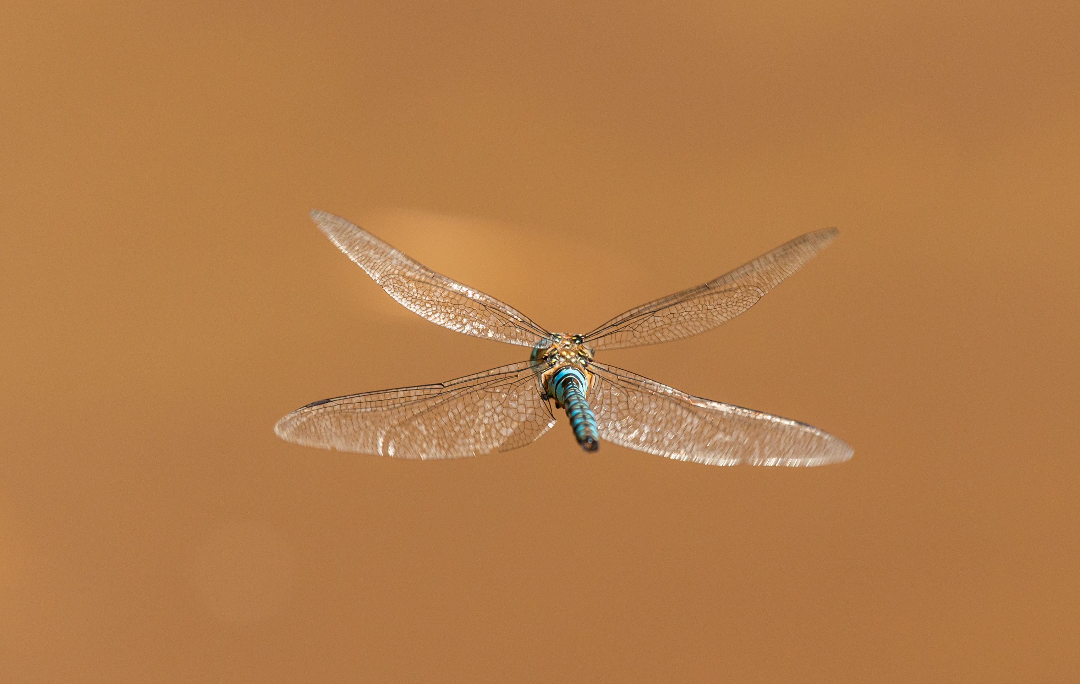 Insect In Motion Photos, Download The BEST Free Insect In Motion Stock ...