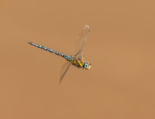 A Dragonfly with Brown Background
