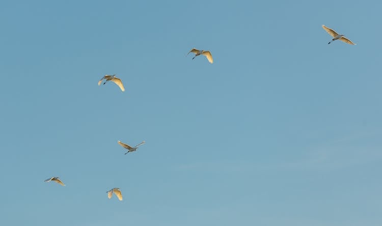 A Birds Flying Under The Blue Sky