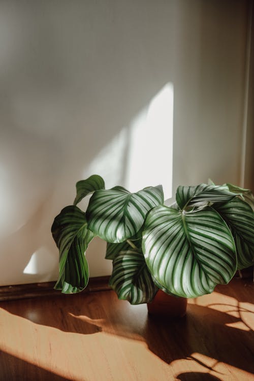 カラテアorbifolia, 垂直ショット, 屋内植物の無料の写真素材