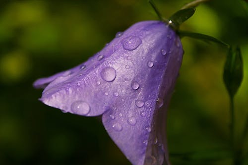 紫色风铃花的特写照片