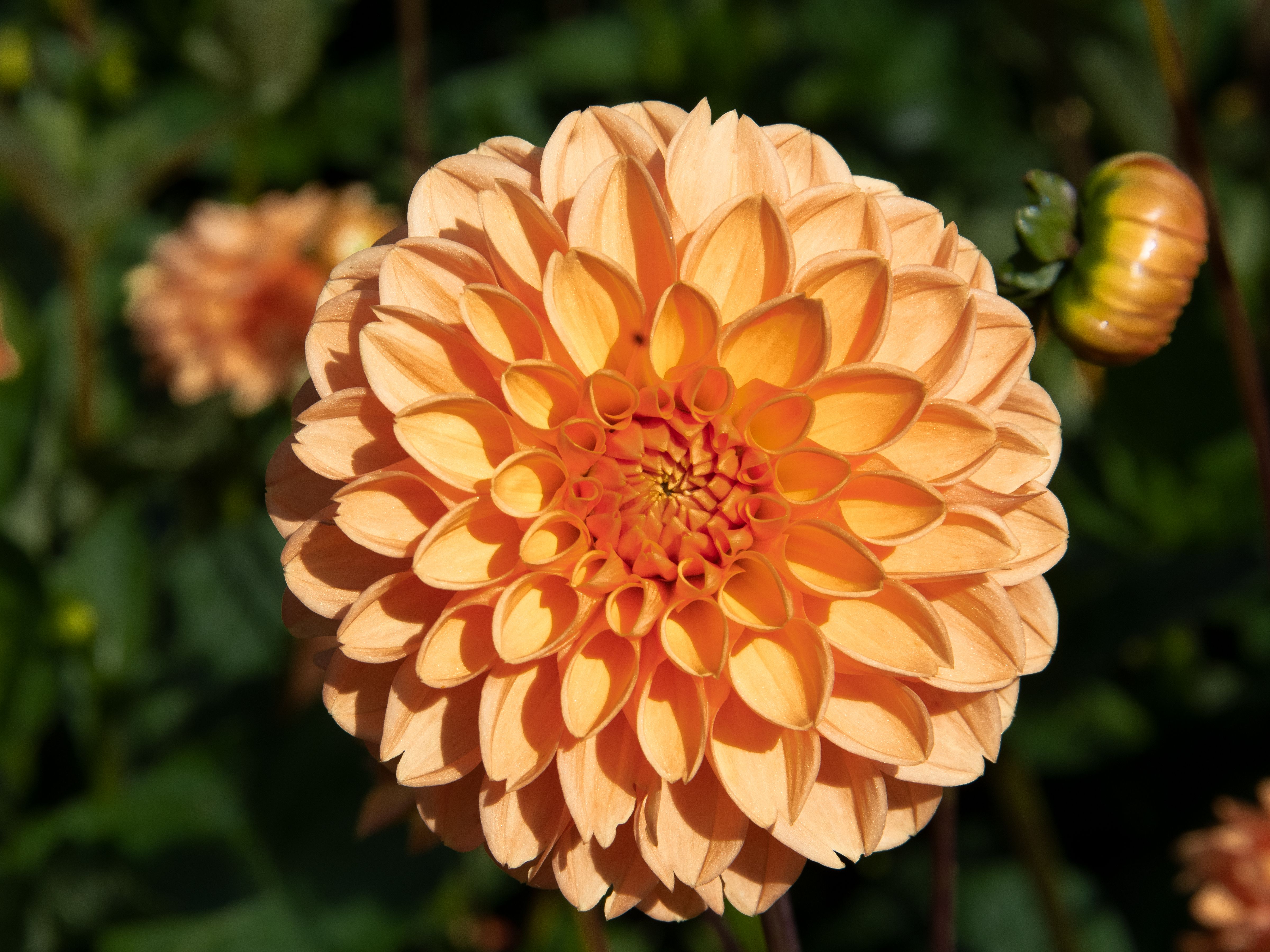 Close-Up Shot of a Dahlia · Free Stock Photo