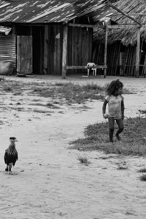 Fotos de stock gratuitas de blanco y negro, granero, granja