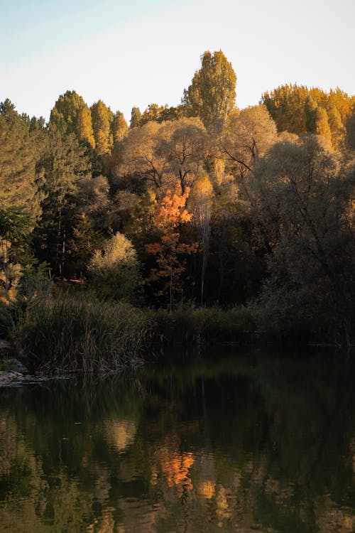 Photos gratuites de arbres, espace extérieur, forêt d'automne