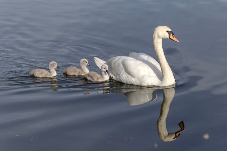 Swan Swimming With Chicks