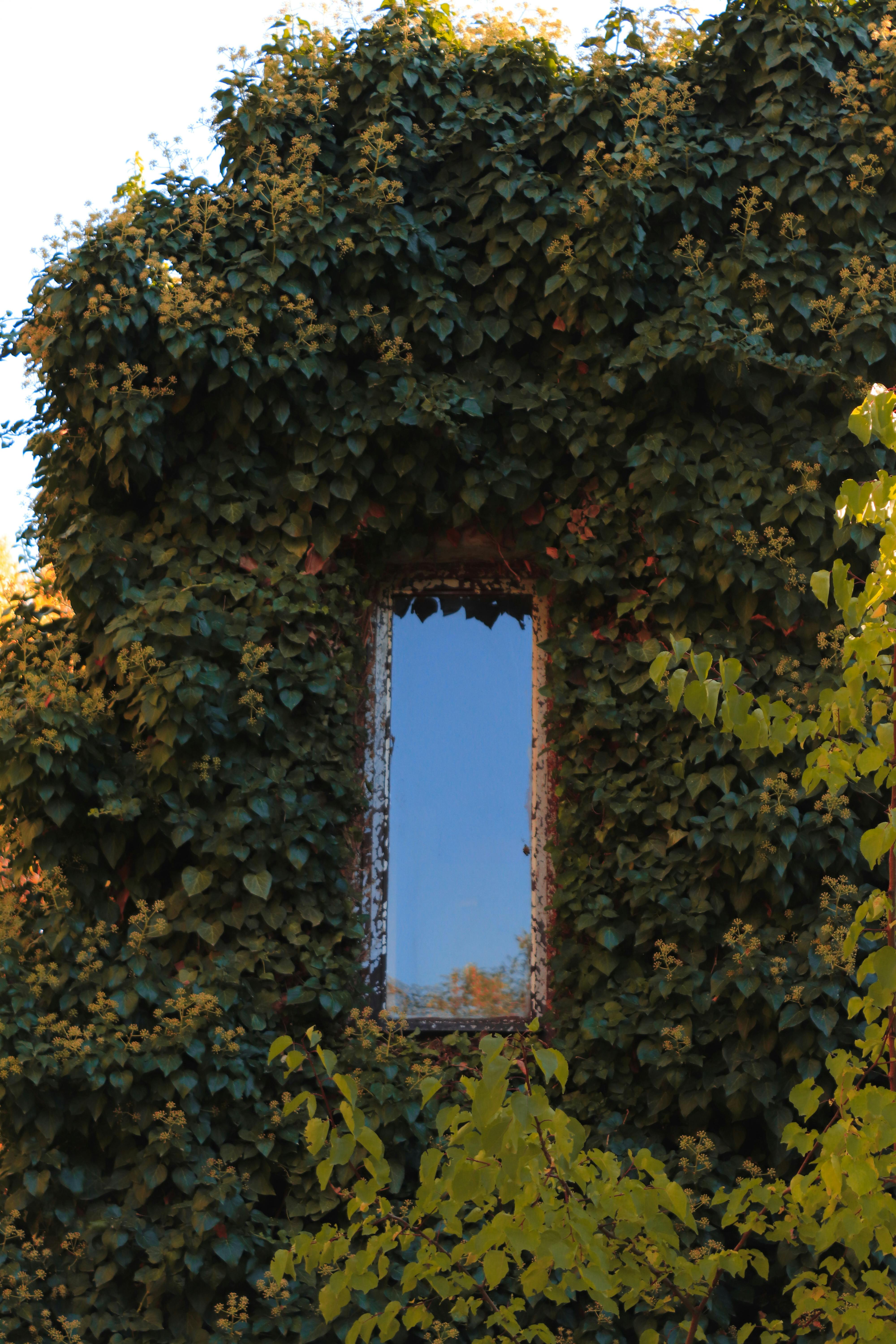 A window surrounded by lush ivy reflecting a clear sky, captured in Ankara, Turkey.